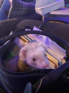a cute ferret head peeking out of a bag