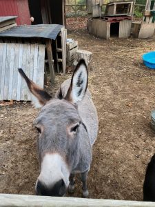 grey donkey looking at the camera