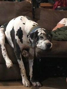 large white dog with black splotches