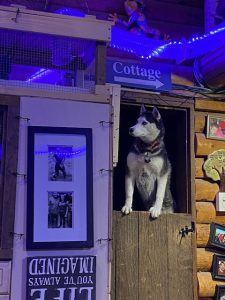 husky peering out of a window with a ferret tunnel overhead