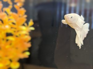 a golden fish swimming in a fish tank