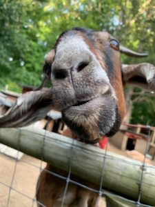 A goat with horns looking at the camera